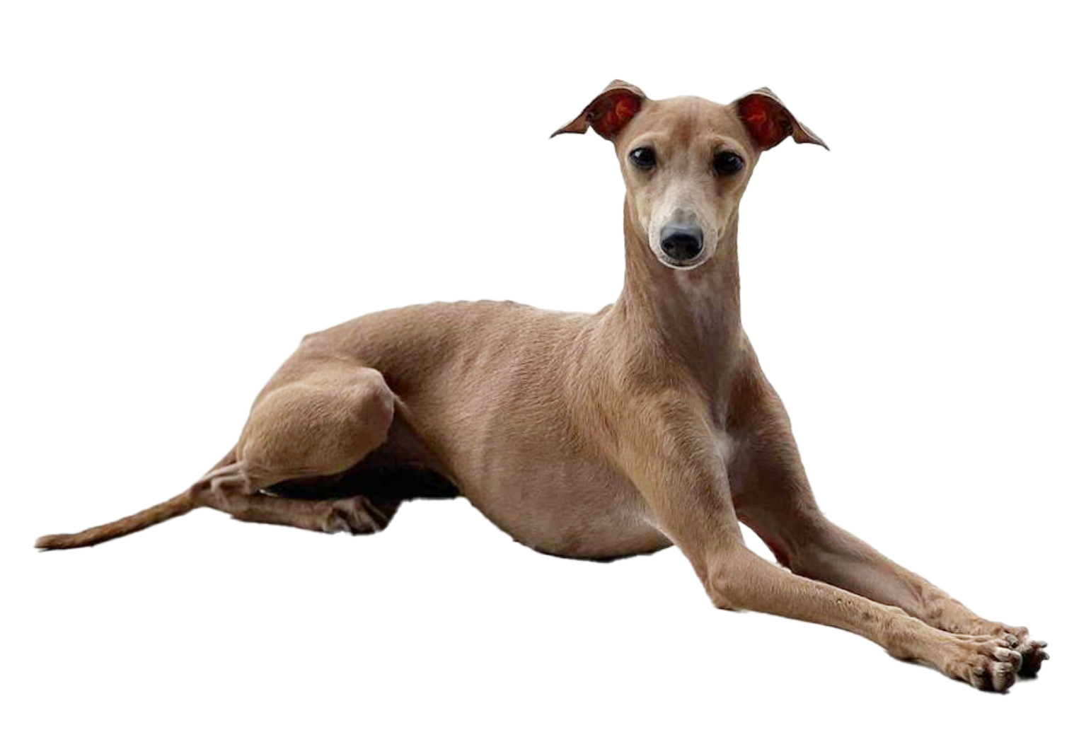 Conheça a raça Galgo Italiano