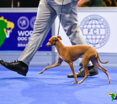 Conheça os Galgos Italianos